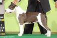 BRA GCH, PAN GCH, INT CH Casubra & Mallabrigo Sandy