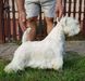 Surprise Westie Rivalda