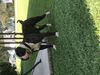 Bull Master's Combo