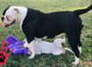 BULL MASTER'S LOLA DE'VIL