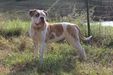 CCA's Percy's Daisey Mae