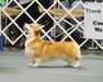 MBISS MBIS GCh. Stonecroft’s Star Sighting