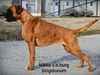 Nikita von der Burg Singidunum