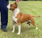 Amstaff Camarilha Thanos o Titan