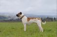 Jurassic Bull's Baylene