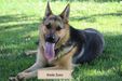 Koda Zeus Fisher