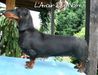 HJCH,3XHPJ,2XCACIB,2X CAC,2XBOS L'Amour Diva Noire