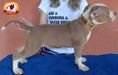 Tara Campeiro Bull