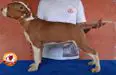 Orion Campeiro Bull