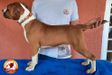 Kiel Campeiro Bull
