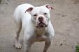 Old Toned Bulldogs Kitana of Deep South