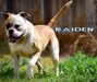 Old Tone Bulldogs Raiden of Deep South