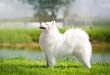 SUPER GRAND CH BLR. JCH+CH (BLR). JCH (RUS). GCH+BCH BLR FIRST LEDY WOLF'S TRAIL