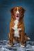Canis Amicus Victoria