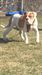 Ghost of West Texas Bulldogs