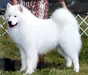 AKC Ch. Vanderbilt's Snobiz Tobias