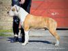 Amstaff Africa