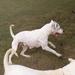  Circle B Ranch Trudy
