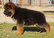 Dingo von haus Aranda