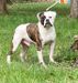 Dailey's Orion
