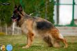 Finlanda vom M.Ghoniem Kennel