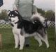 AKC CH Owyhee's I'm A Rocket Man