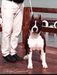 Brazilian and Panamerican Ch. AmStaff Camarilha Sandor Clegane