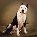  AmStaff Camarilha Saga