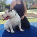 AMERICAN LATIN BULL'S S ODIN