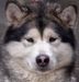  Snowflake of Alaska Absolutely Victory