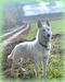 ZORYANA-ZIRELLA Star Way Royal