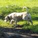 Pedigree American Bulldogs Australia Felicio