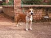 Star des amstaff du temple olive