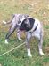 Capone of S&D Bulldogs