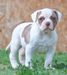 Snowy Mountain American Bulldog's 