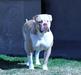  Vergara Bulls Athena