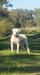  Pedigree American Bulldogs Australia Kennedy