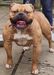 Hannah's Bullyz Lila of Bomberbulls