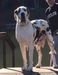  vly dns' heaven von freya of chickree mt