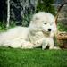  BELYI VOLK GLAMOUR BEYBA