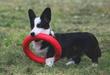 Corgi na Volge Make Me Happy