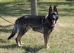 Fritz Vom Haus Fleming <span style="color: darkblue">Full Service Police Dog</span>