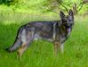  Billings "Duke" Of Black Beauty Shepherds