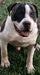  BRUISER WILLIAMS