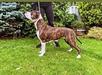 Aysun Stella Elite Amstaff