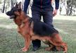 Thor De Los Baguales