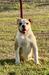 Paparazzi Kennels Rose Gold of Steel Built Bulldogs