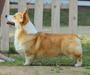 J CH RUS,  J CH CLUB, J CH RKF, CH RUS Sirius Majoris Future Champion