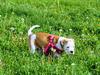 Bossy's Bulldogs Buffy the Bulldog Slayer