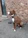 Black Stone Bulldogs Big OX